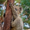 Koala - Phascolarctos cinereus o2997
